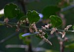 Azima tetracantha