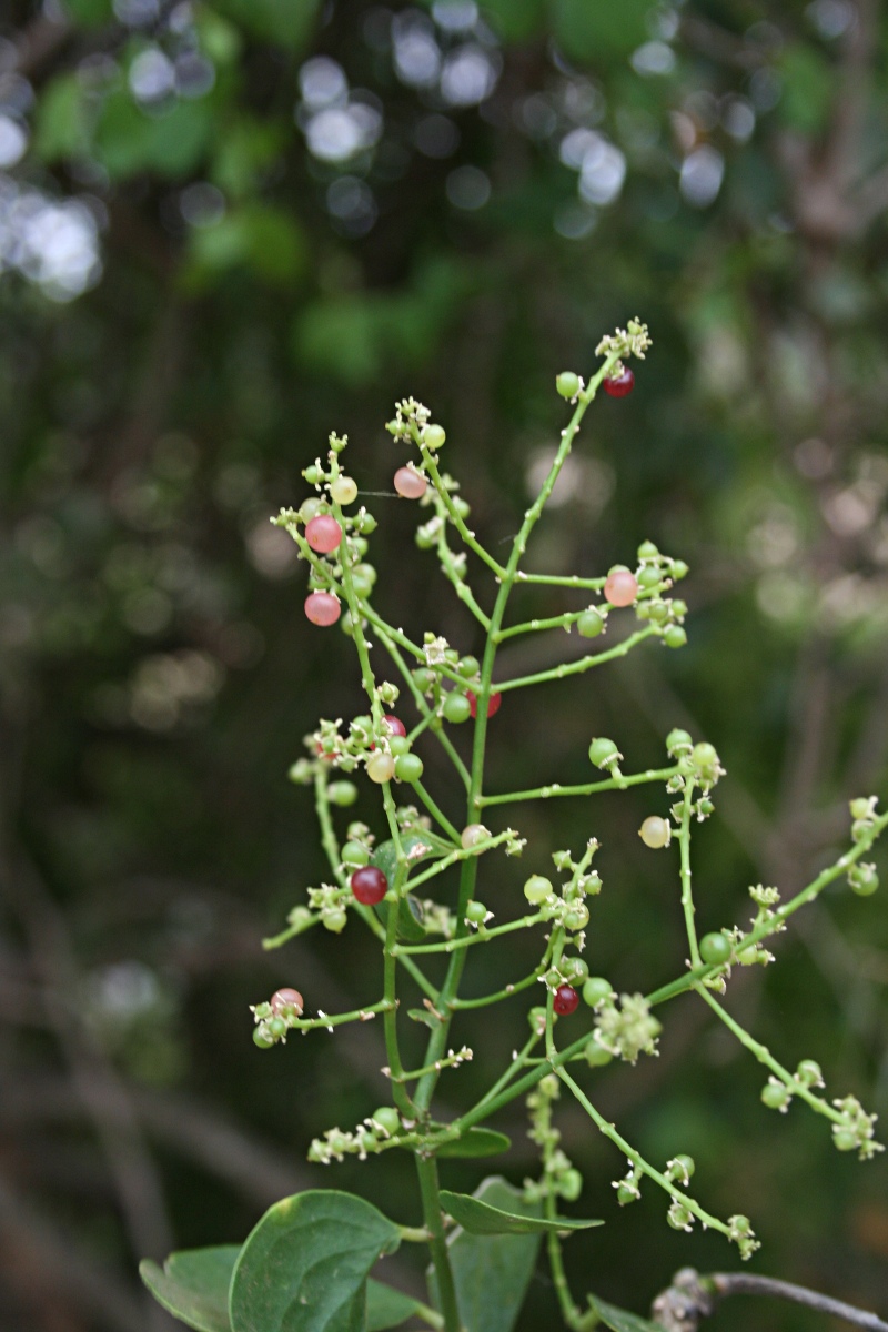 Salvadora persica var. persica Salvadora persica var. persica