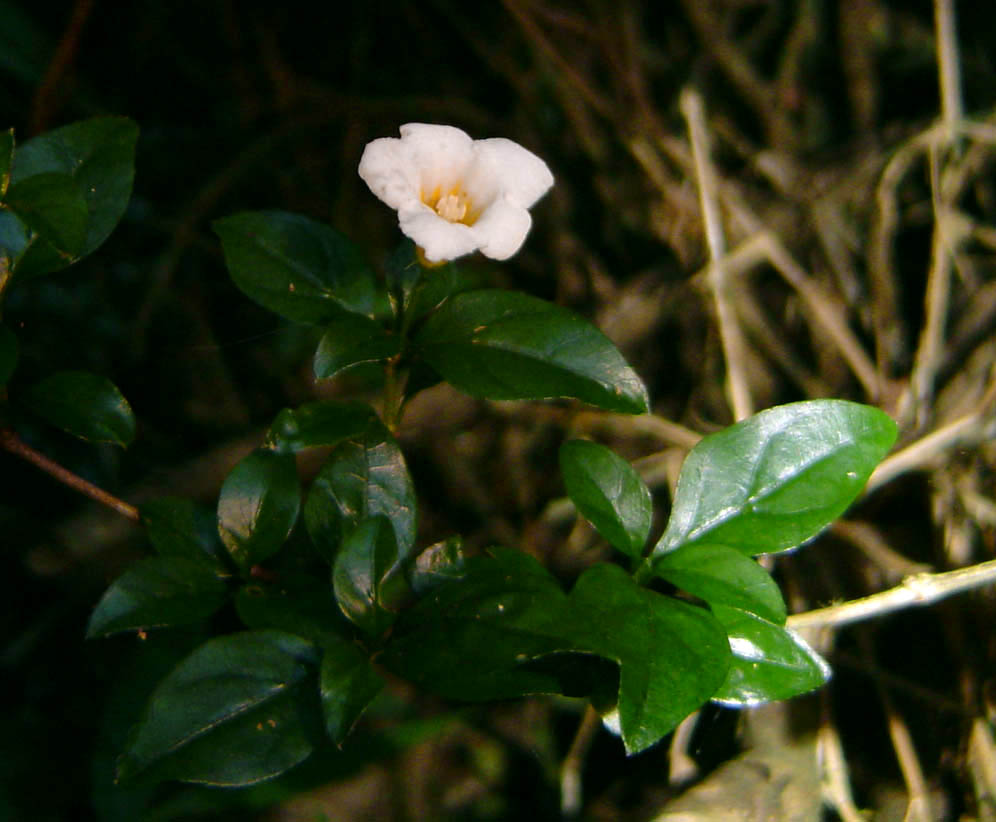 Mostuea brunonis var. brunonis Mostuea brunonis var. brunonis
