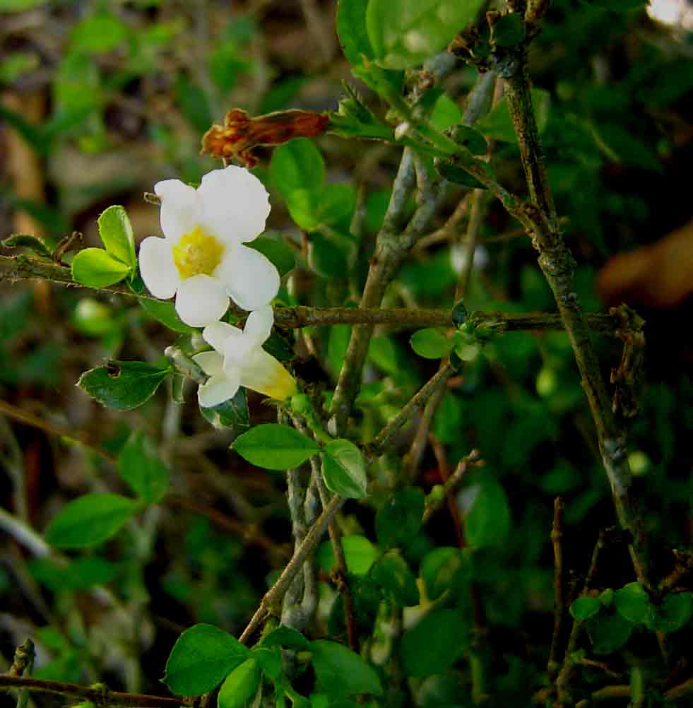 Mostuea brunonis var. brunonis Mostuea brunonis var. brunonis