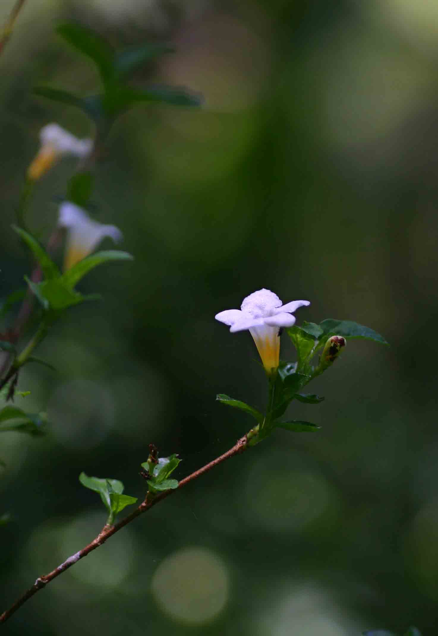 Mostuea brunonis var. brunonis Mostuea brunonis var. brunonis