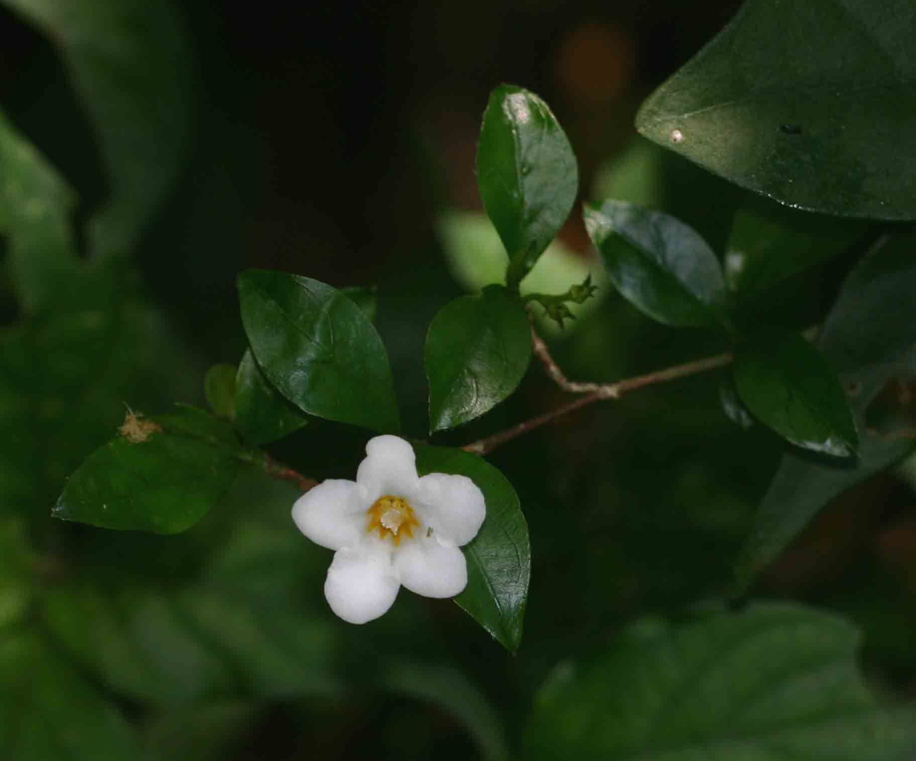 Mostuea brunonis var. brunonis Mostuea brunonis var. brunonis