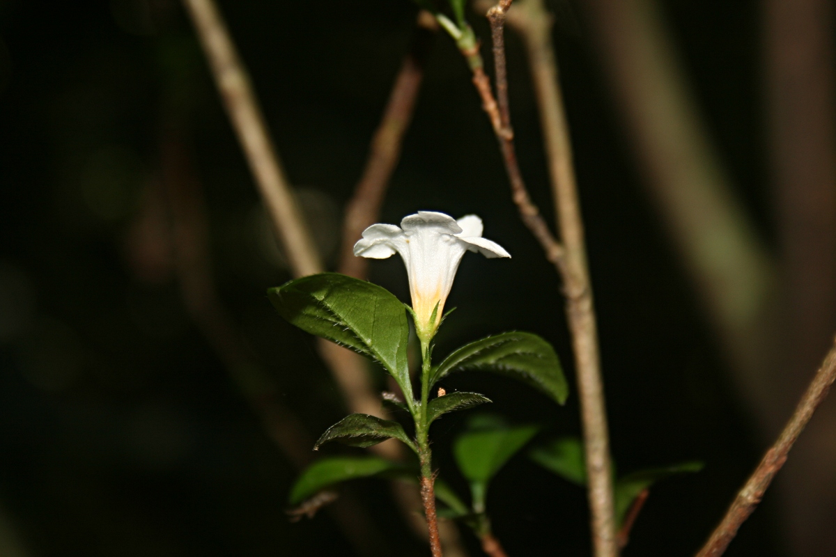 Mostuea brunonis var. brunonis Mostuea brunonis var. brunonis