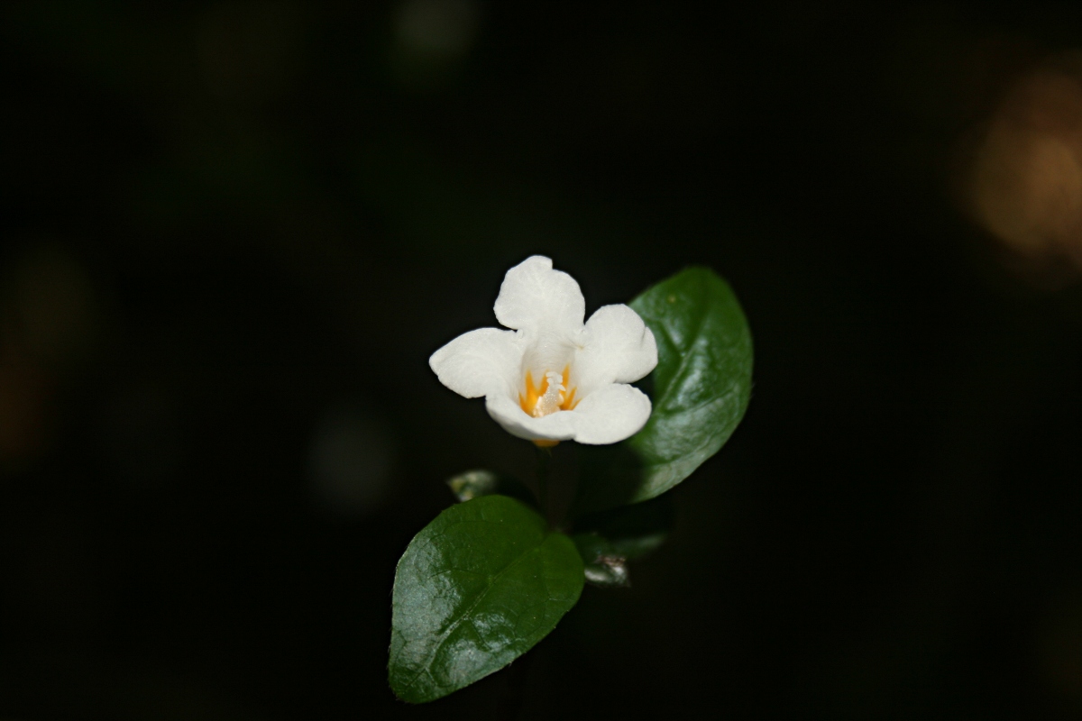 Mostuea brunonis var. brunonis Mostuea brunonis var. brunonis