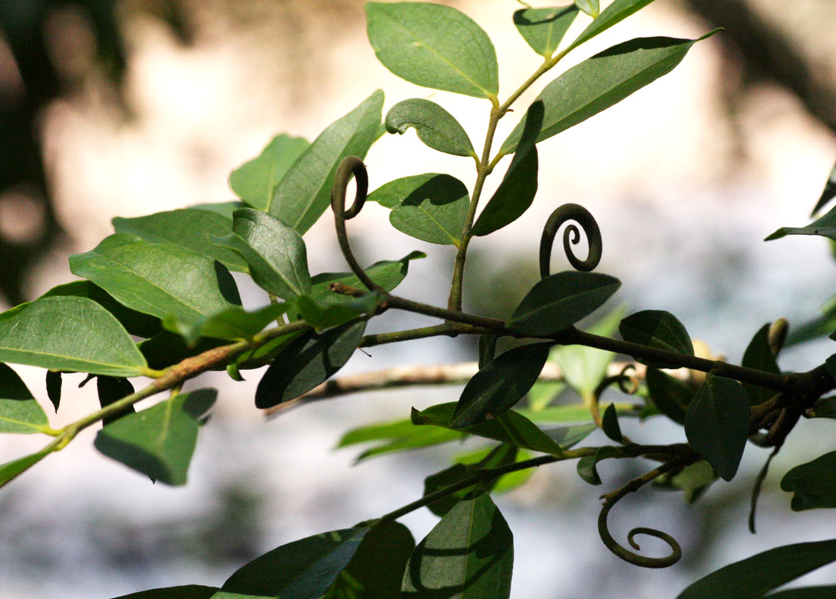 Strychnos angolensis Strychnos angolensis