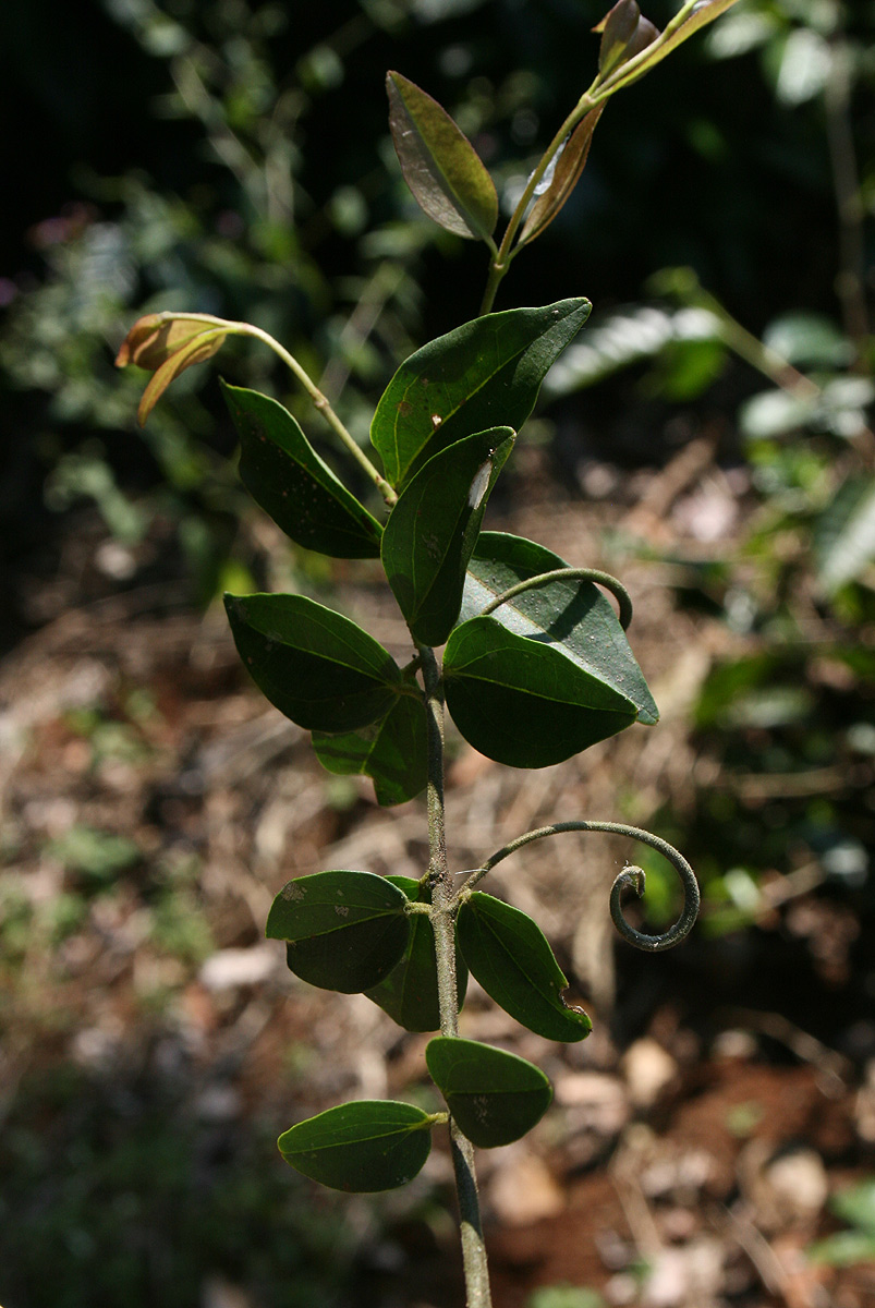 Strychnos angolensis Strychnos angolensis