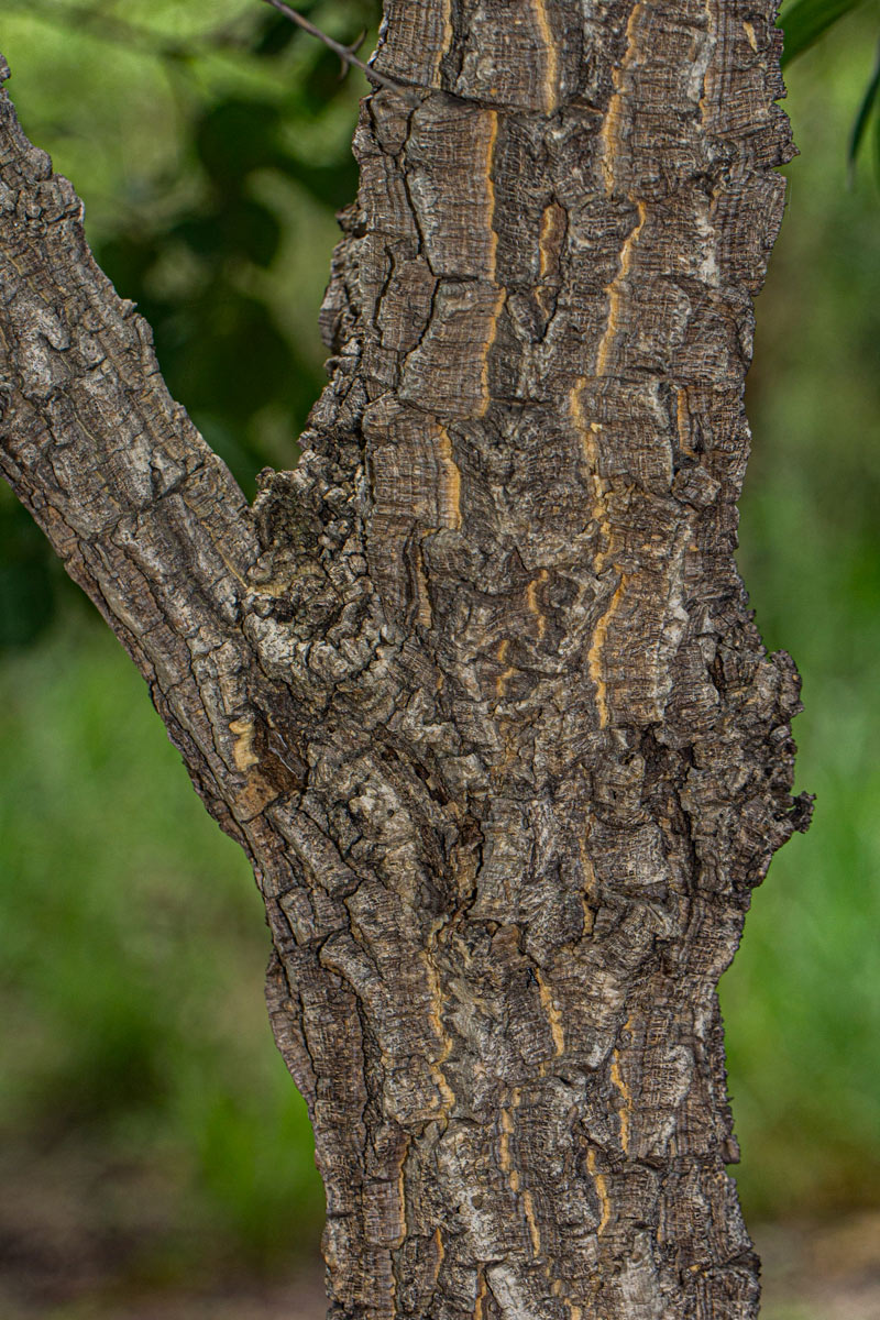 Strychnos cocculoides