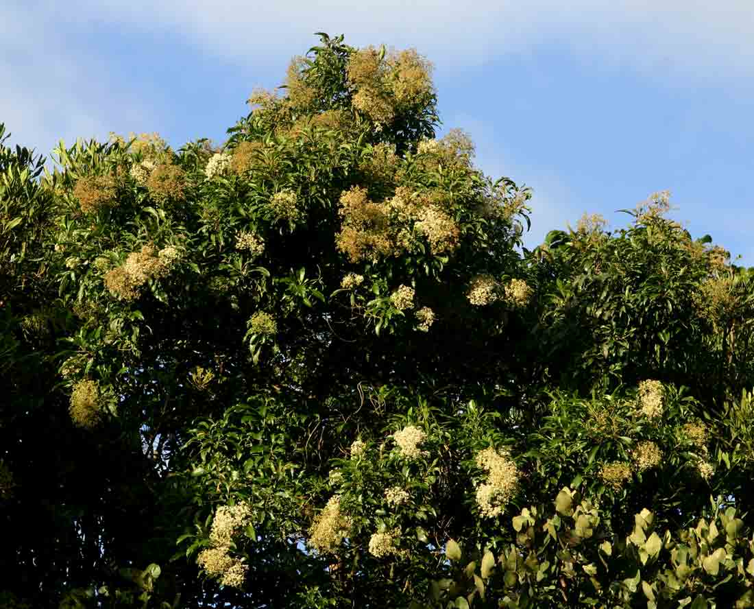 Nuxia floribunda Nuxia floribunda