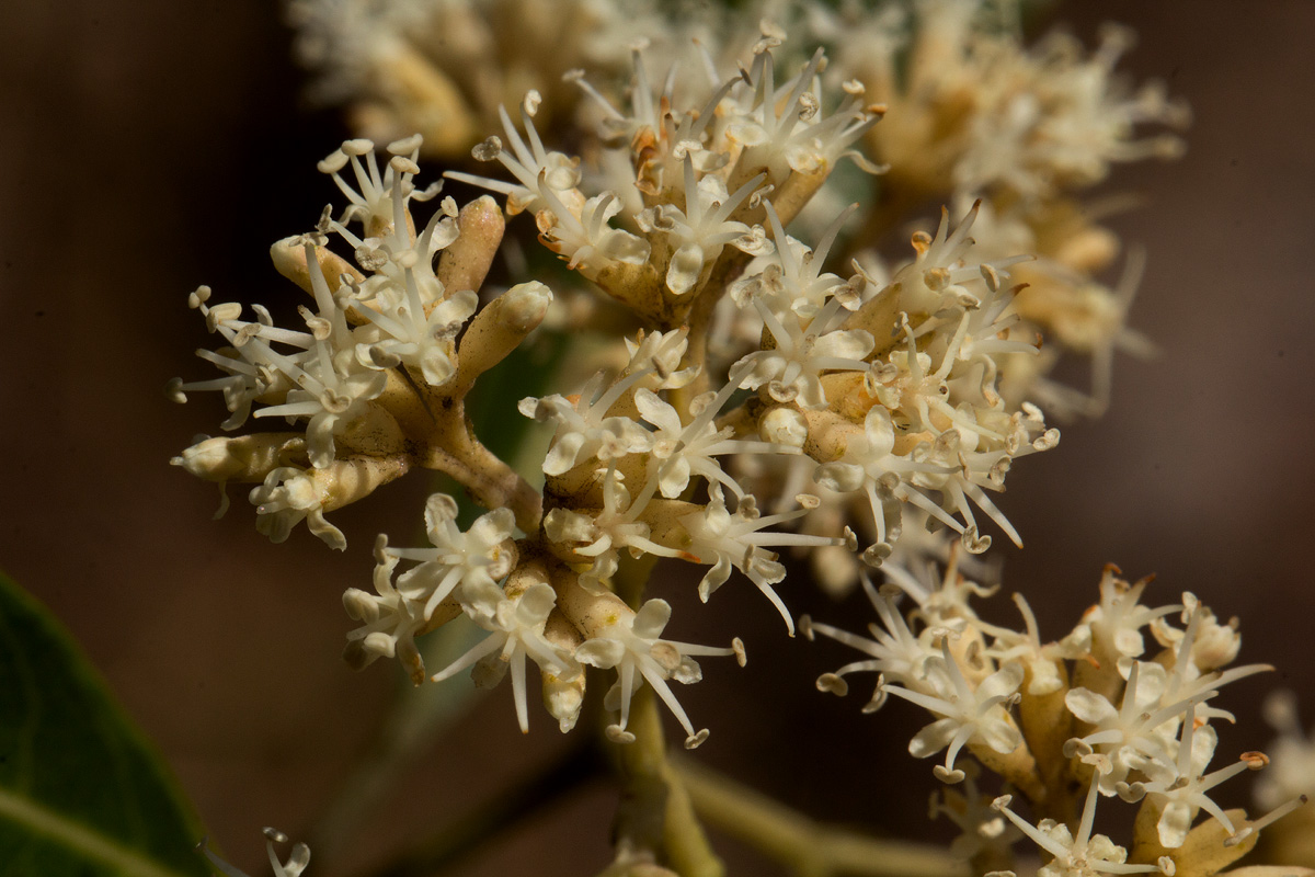 Nuxia floribunda Nuxia floribunda