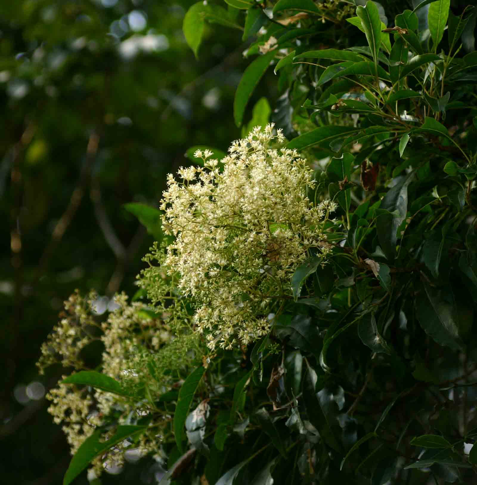 Nuxia floribunda Nuxia floribunda