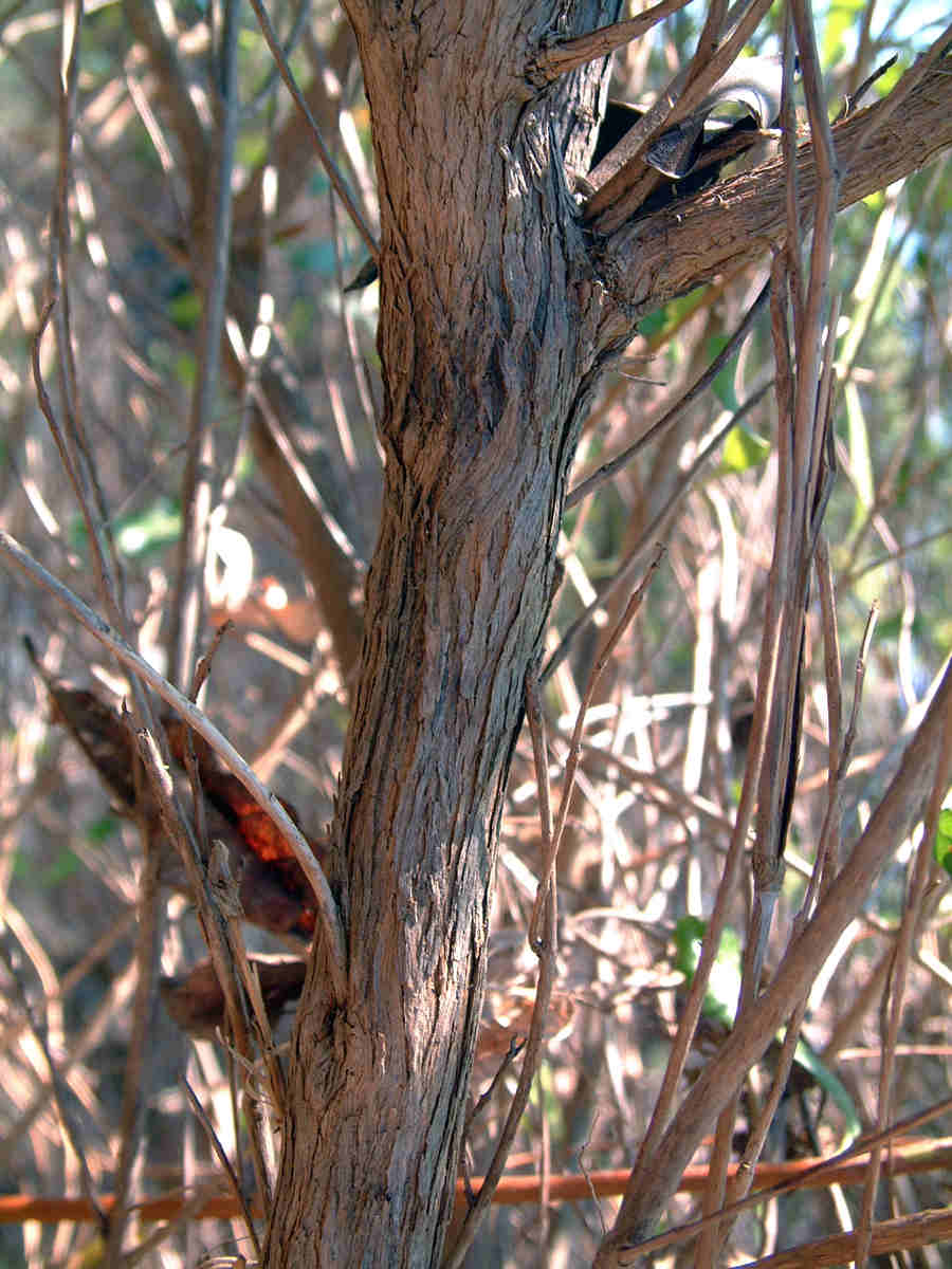 Nuxia oppositifolia Nuxia oppositifolia