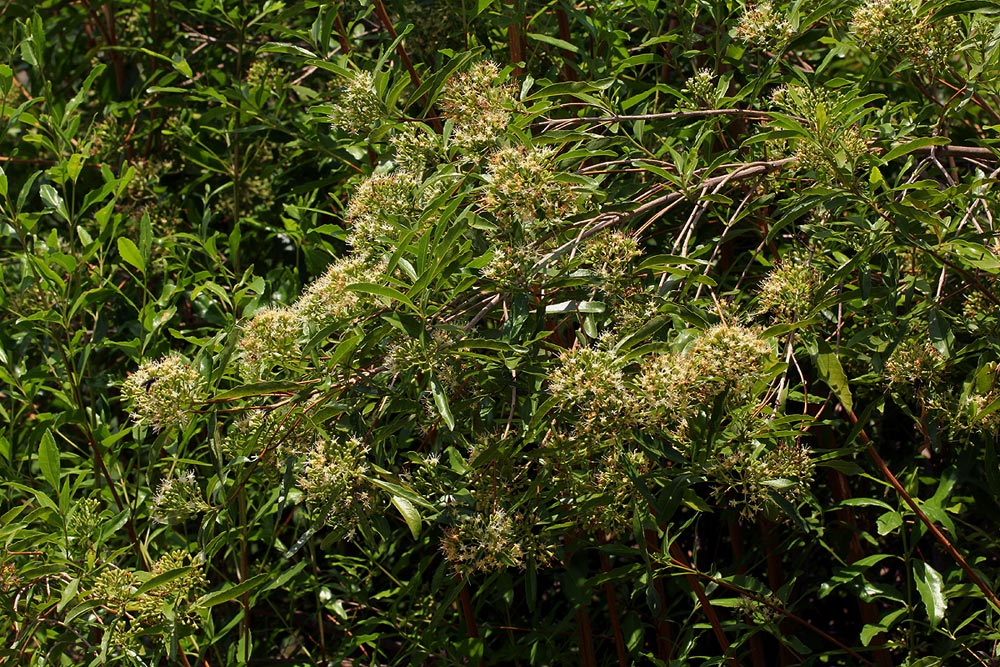 Nuxia oppositifolia Nuxia oppositifolia