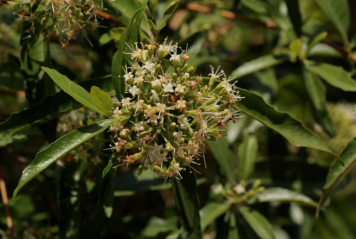 Nuxia oppositifolia Nuxia oppositifolia