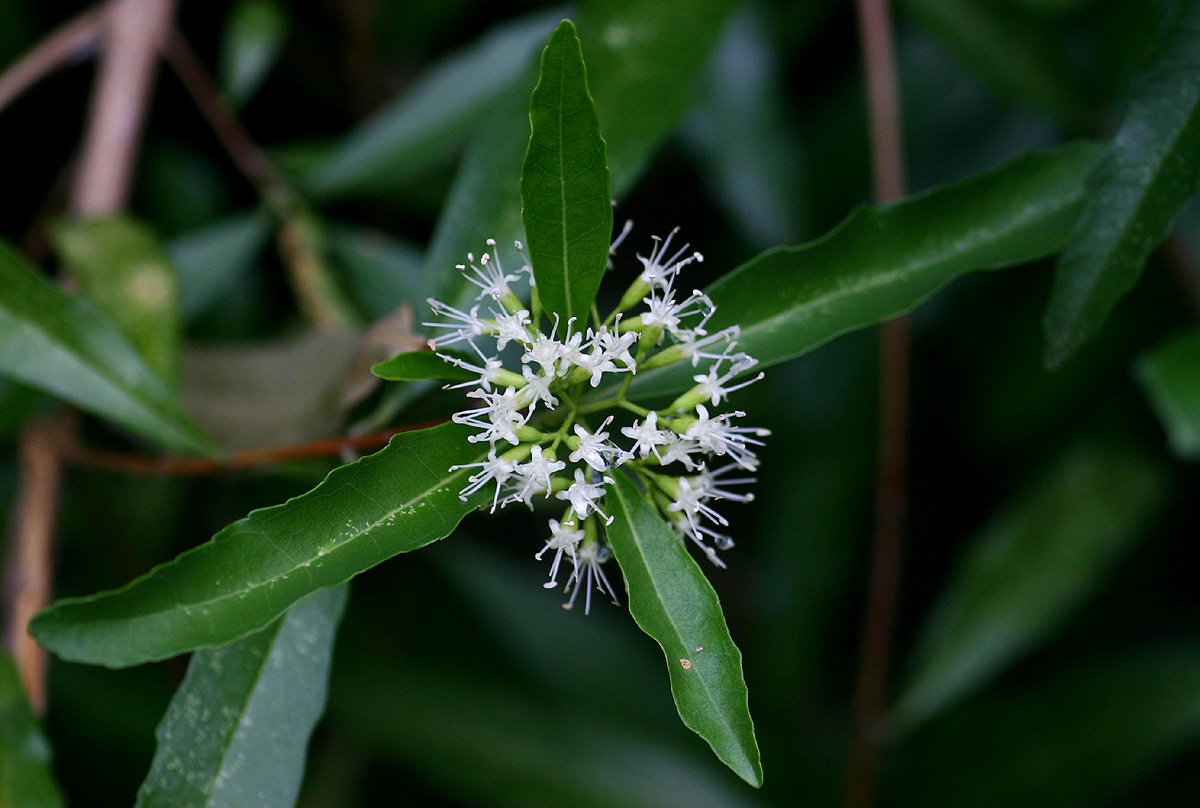 Nuxia oppositifolia Nuxia oppositifolia