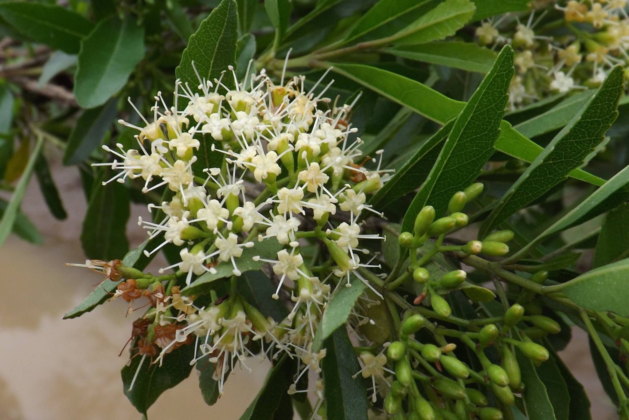 Nuxia oppositifolia Nuxia oppositifolia