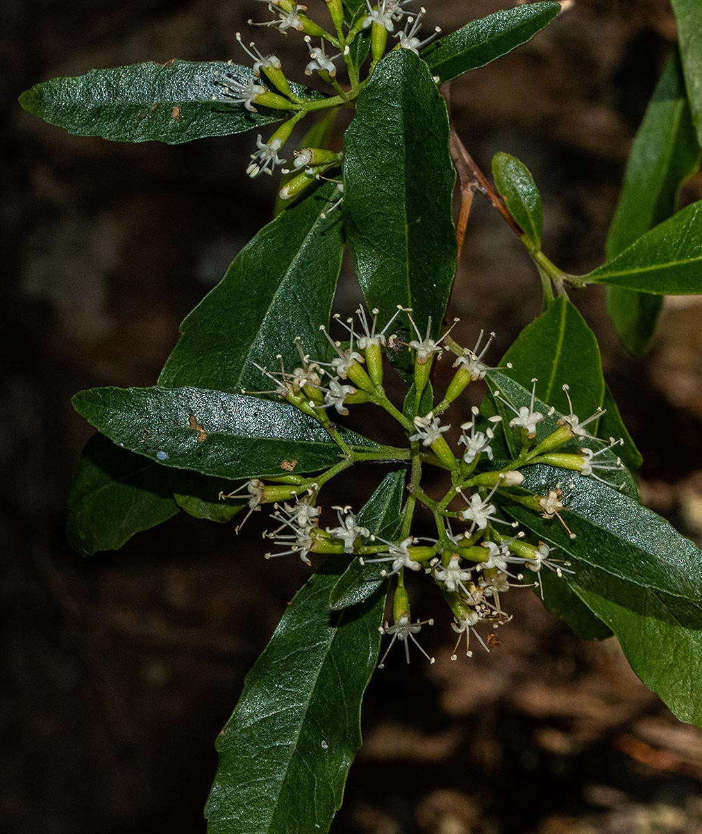 Nuxia oppositifolia Nuxia oppositifolia