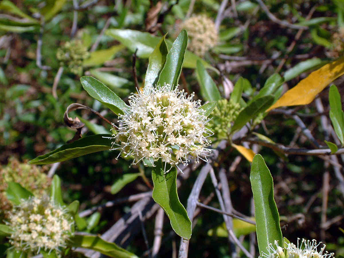Nuxia oppositifolia Nuxia oppositifolia
