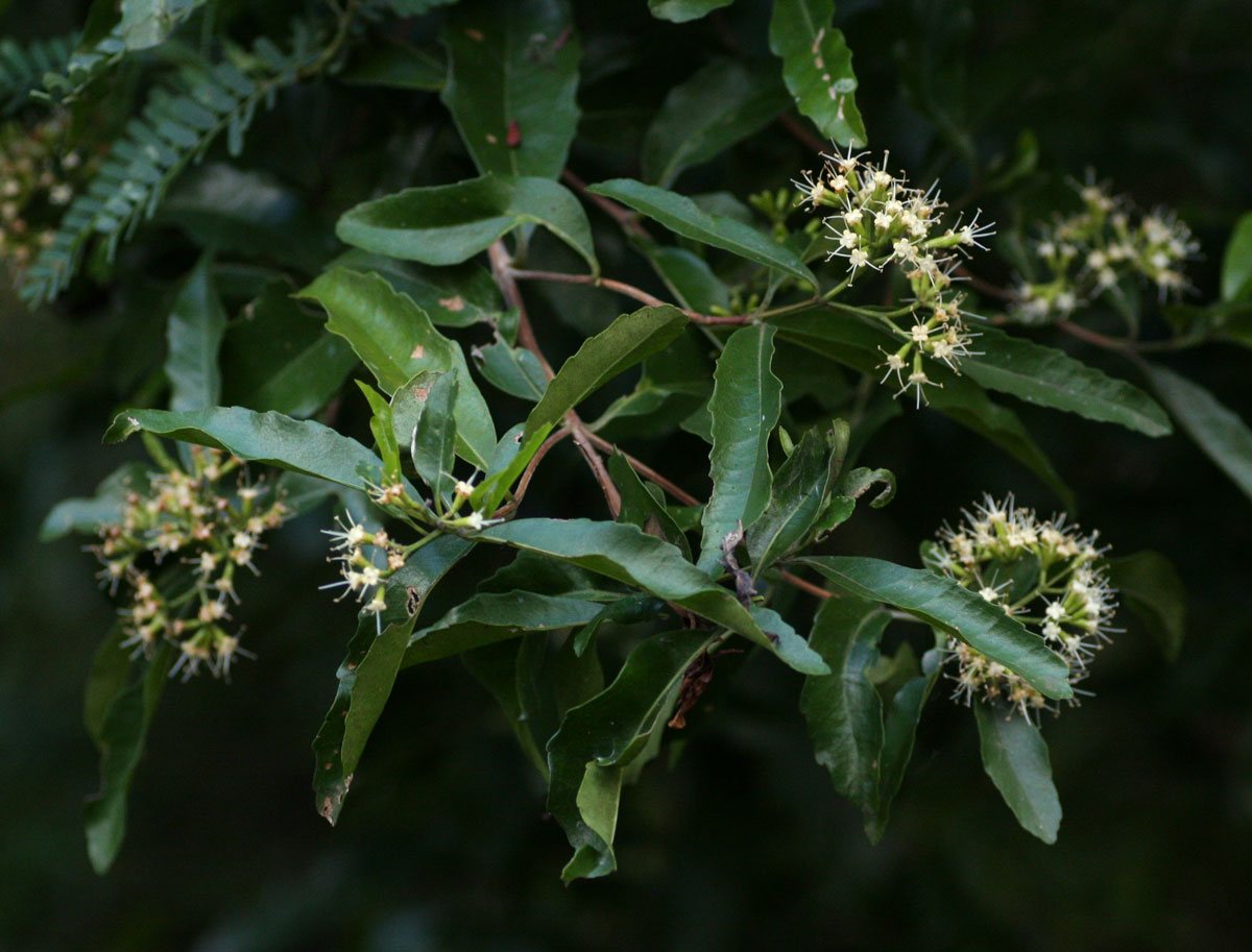 Nuxia oppositifolia Nuxia oppositifolia