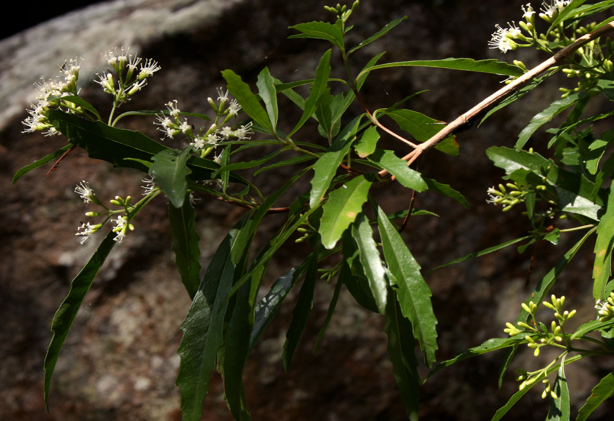 Nuxia oppositifolia Nuxia oppositifolia
