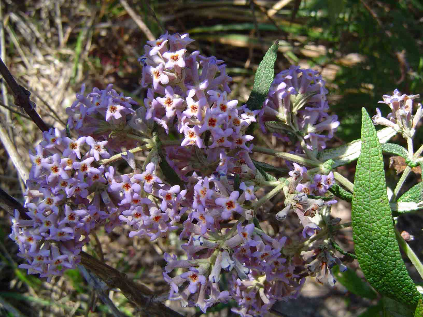 Buddleja salviifolia Buddleja salviifolia