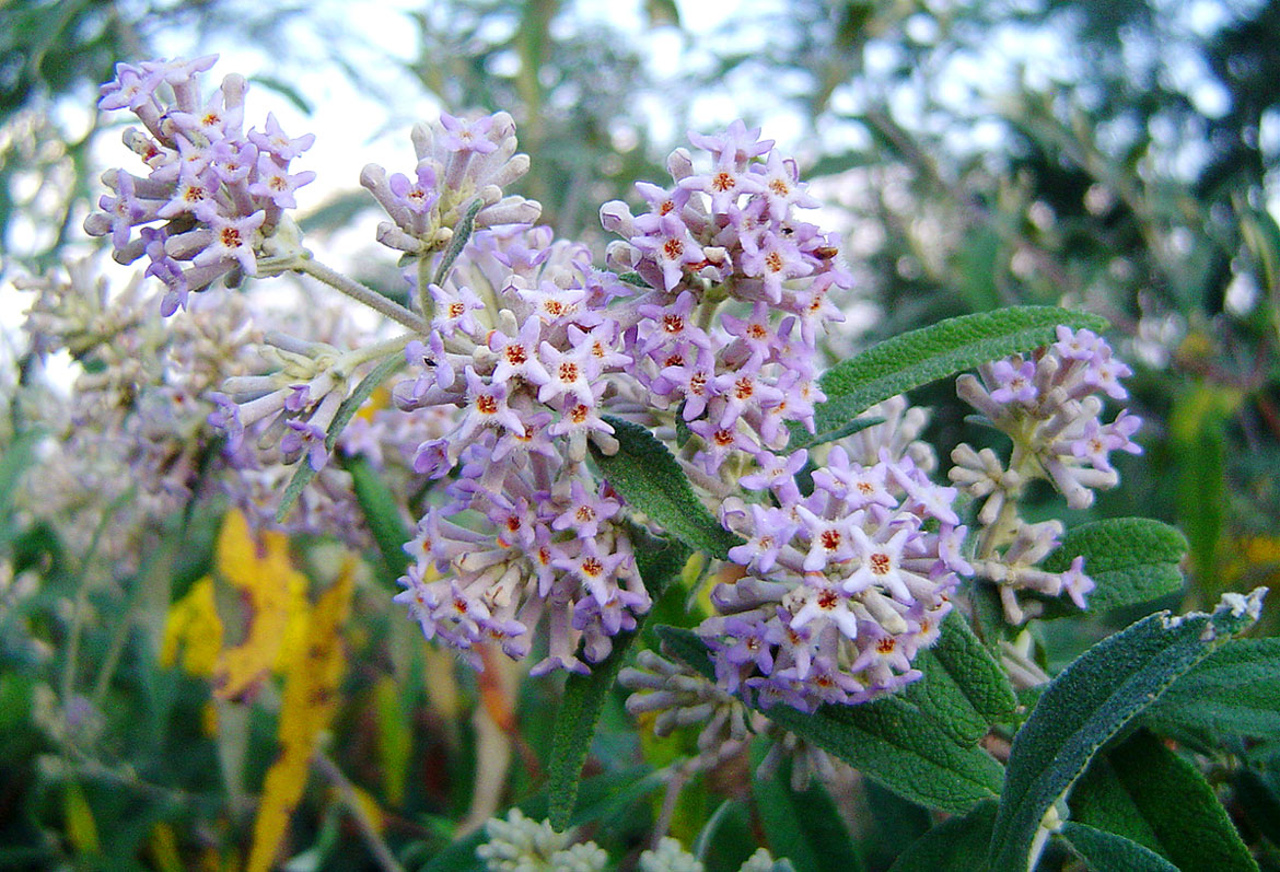 Buddleja salviifolia Buddleja salviifolia