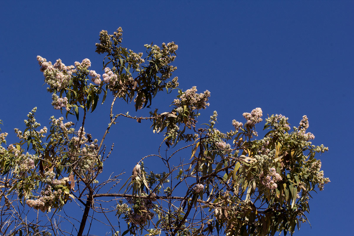 Buddleja salviifolia Buddleja salviifolia