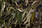 Buddleja salviifolia