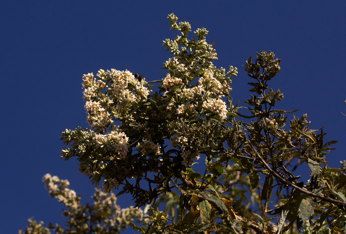 Buddleja salviifolia Buddleja salviifolia