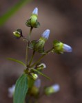Exacum oldenlandioides