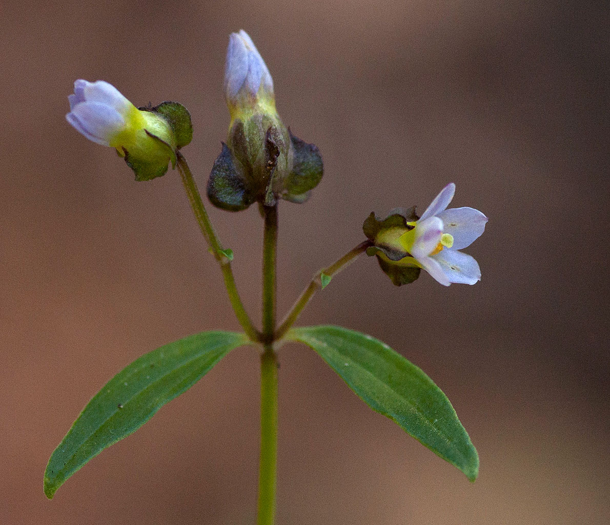 Exacum oldenlandioides Exacum oldenlandioides