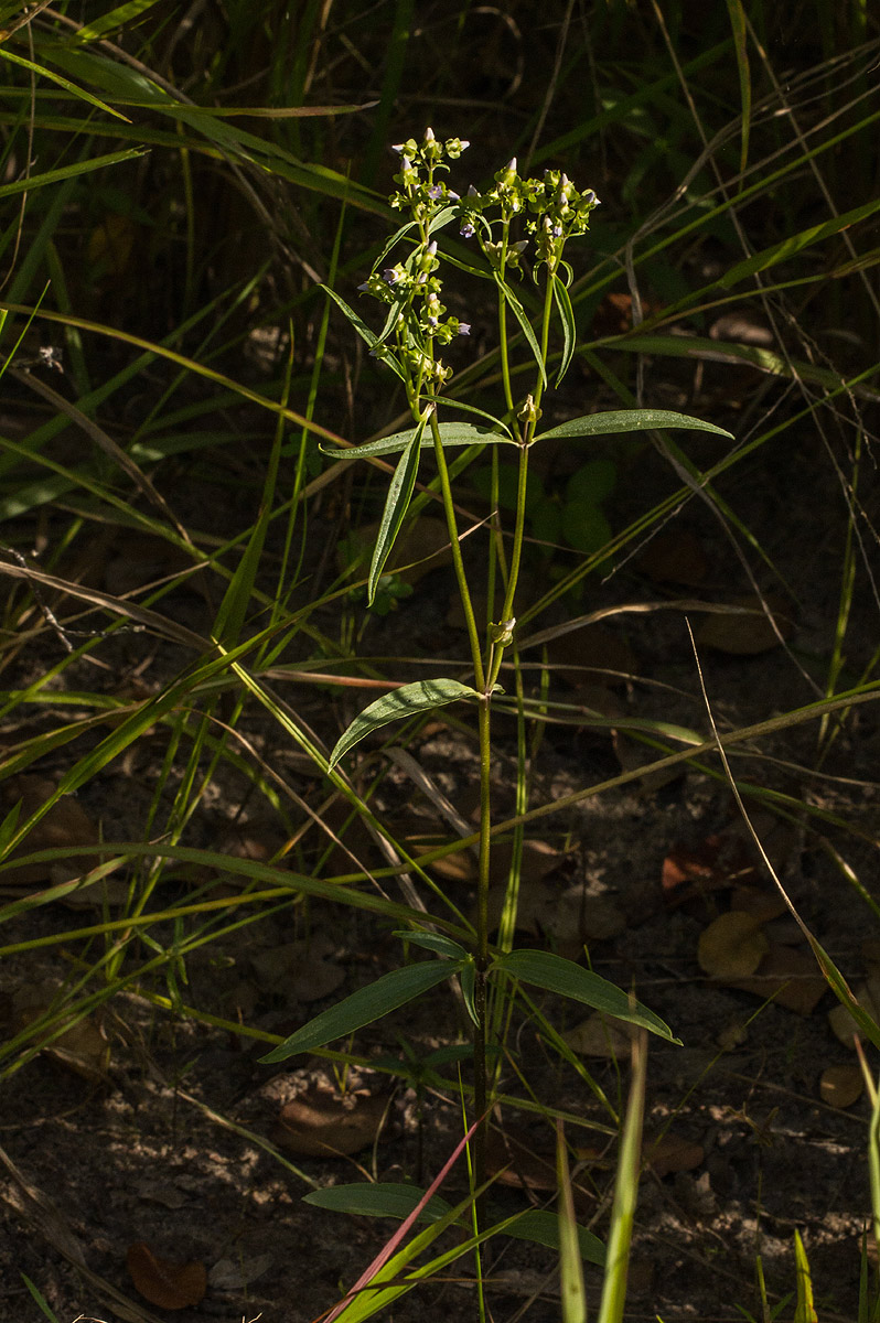 Exacum oldenlandioides