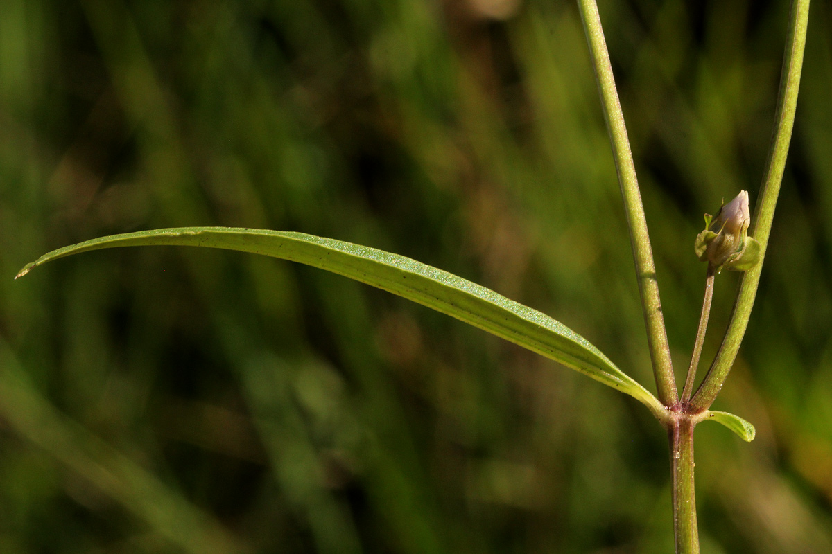 Exacum oldenlandioides