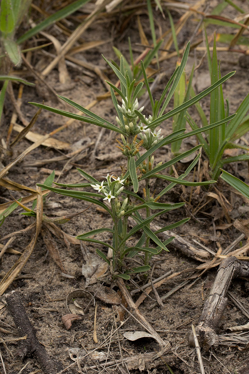 Enicostema axillare subsp. axillare Enicostema axillare subsp. axillare