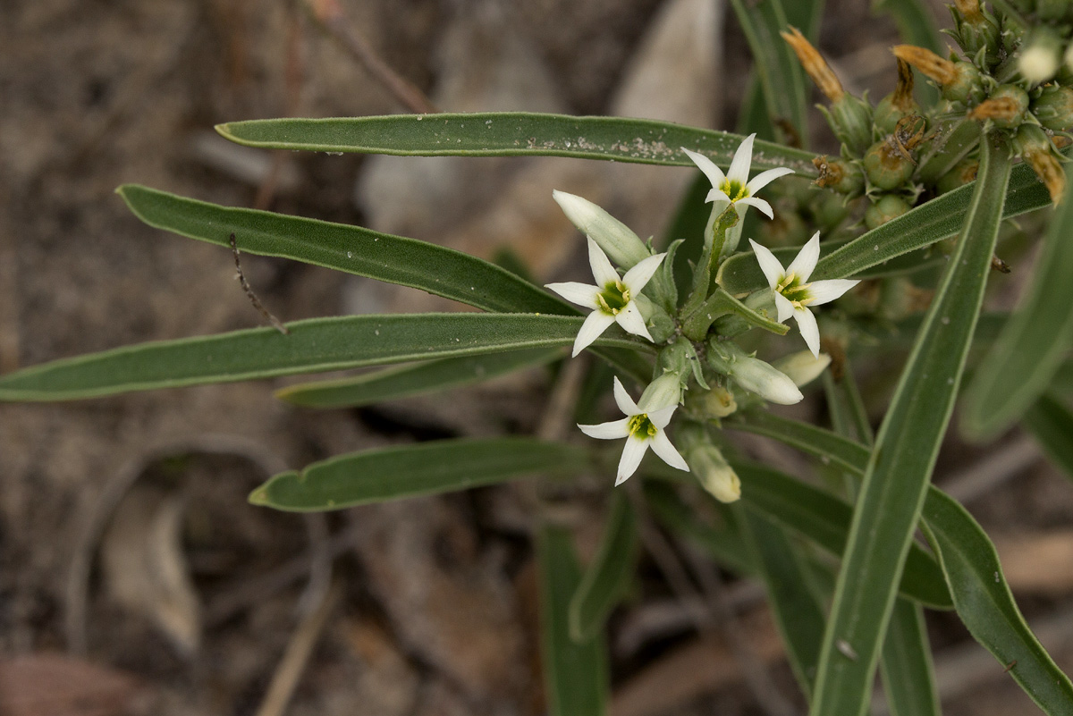 Enicostema axillare subsp. axillare Enicostema axillare subsp. axillare