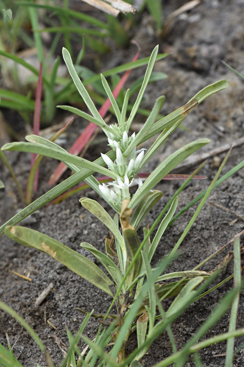 Enicostema axillare subsp. axillare Enicostema axillare subsp. axillare