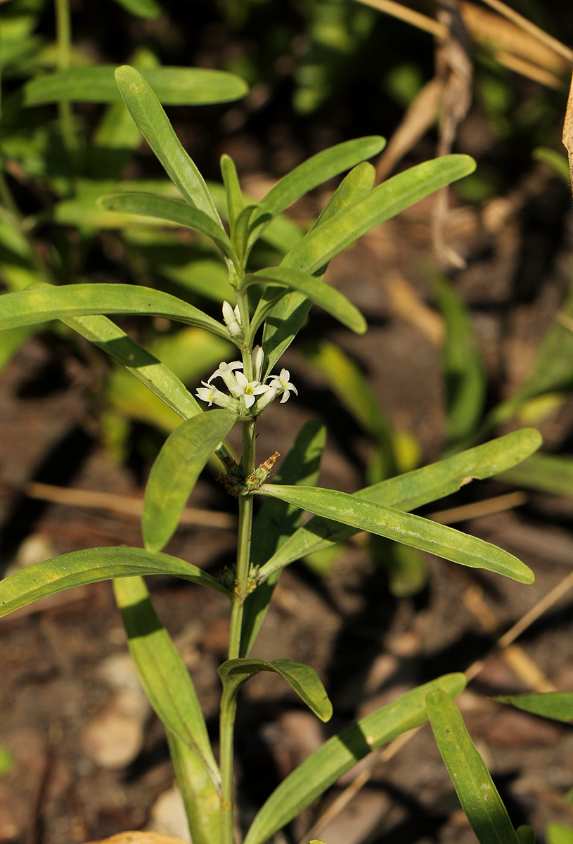 Enicostema axillare subsp. axillare Enicostema axillare subsp. axillare