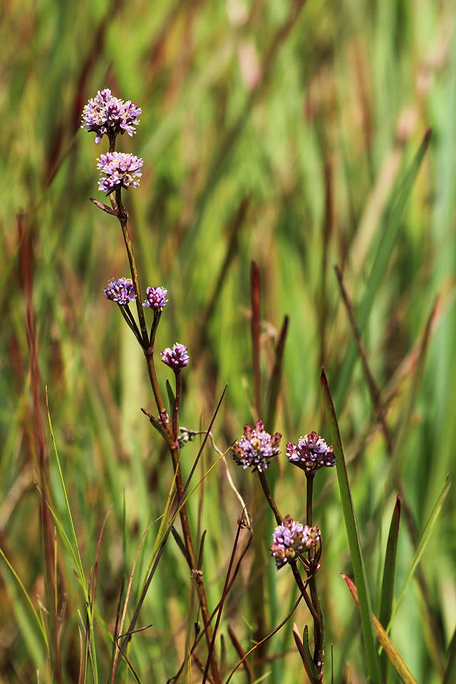 Pycnosphaera buchananii Pycnosphaera buchananii