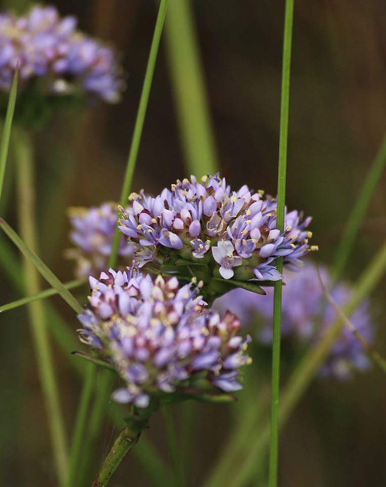 Pycnosphaera buchananii Pycnosphaera buchananii