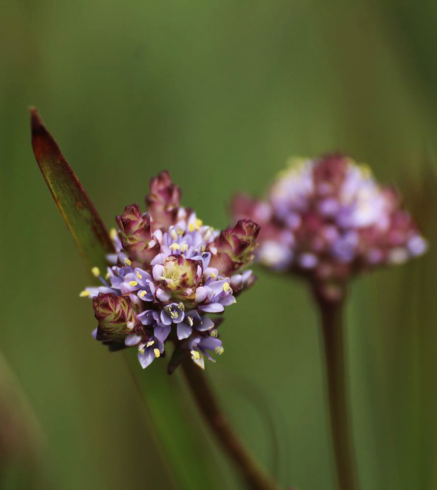 Pycnosphaera buchananii Pycnosphaera buchananii
