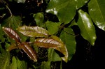 Dictyophleba lucida