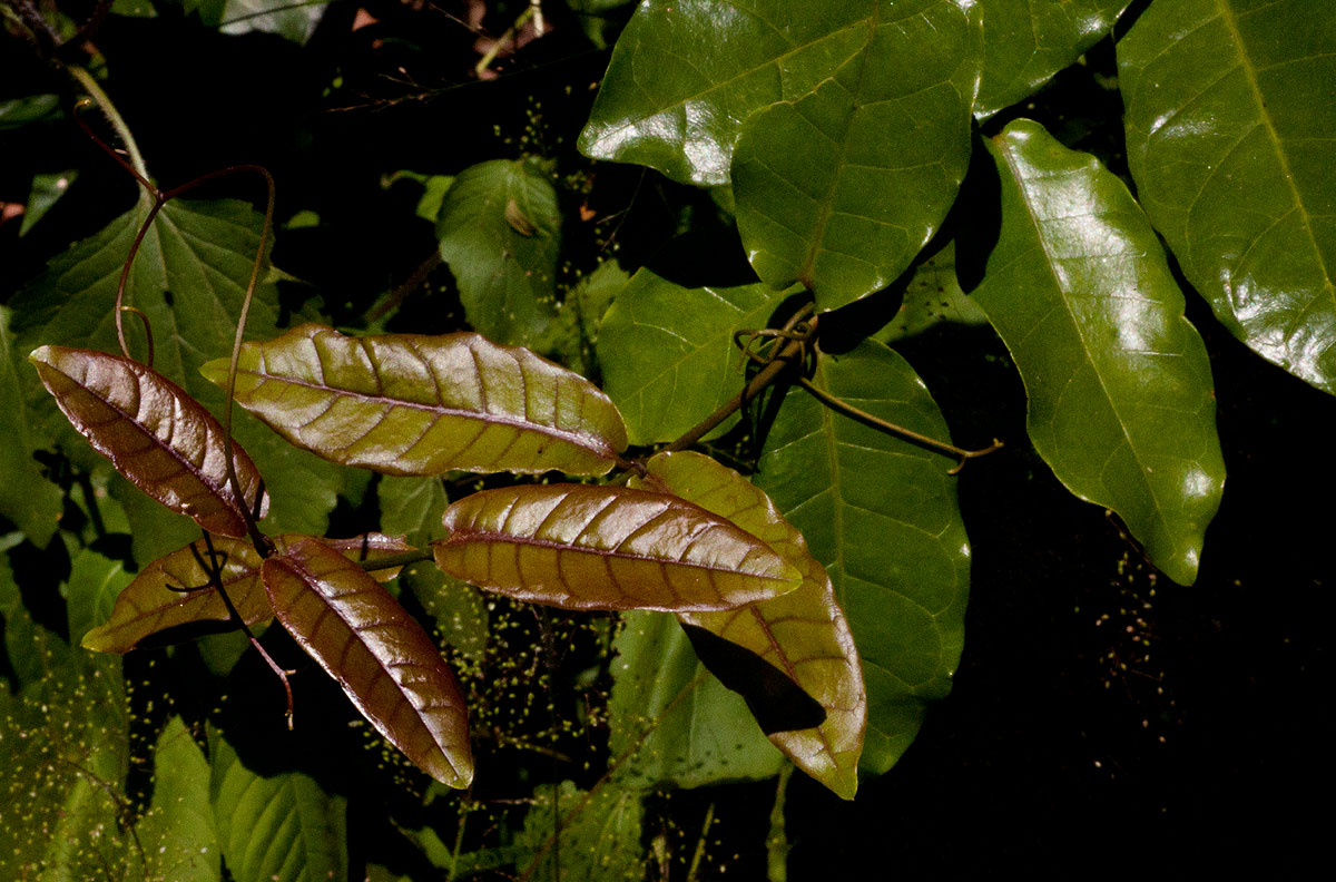 Dictyophleba lucida Dictyophleba lucida