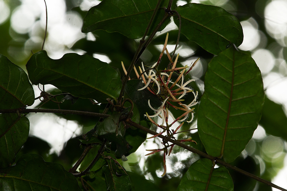 Dictyophleba lucida Dictyophleba lucida