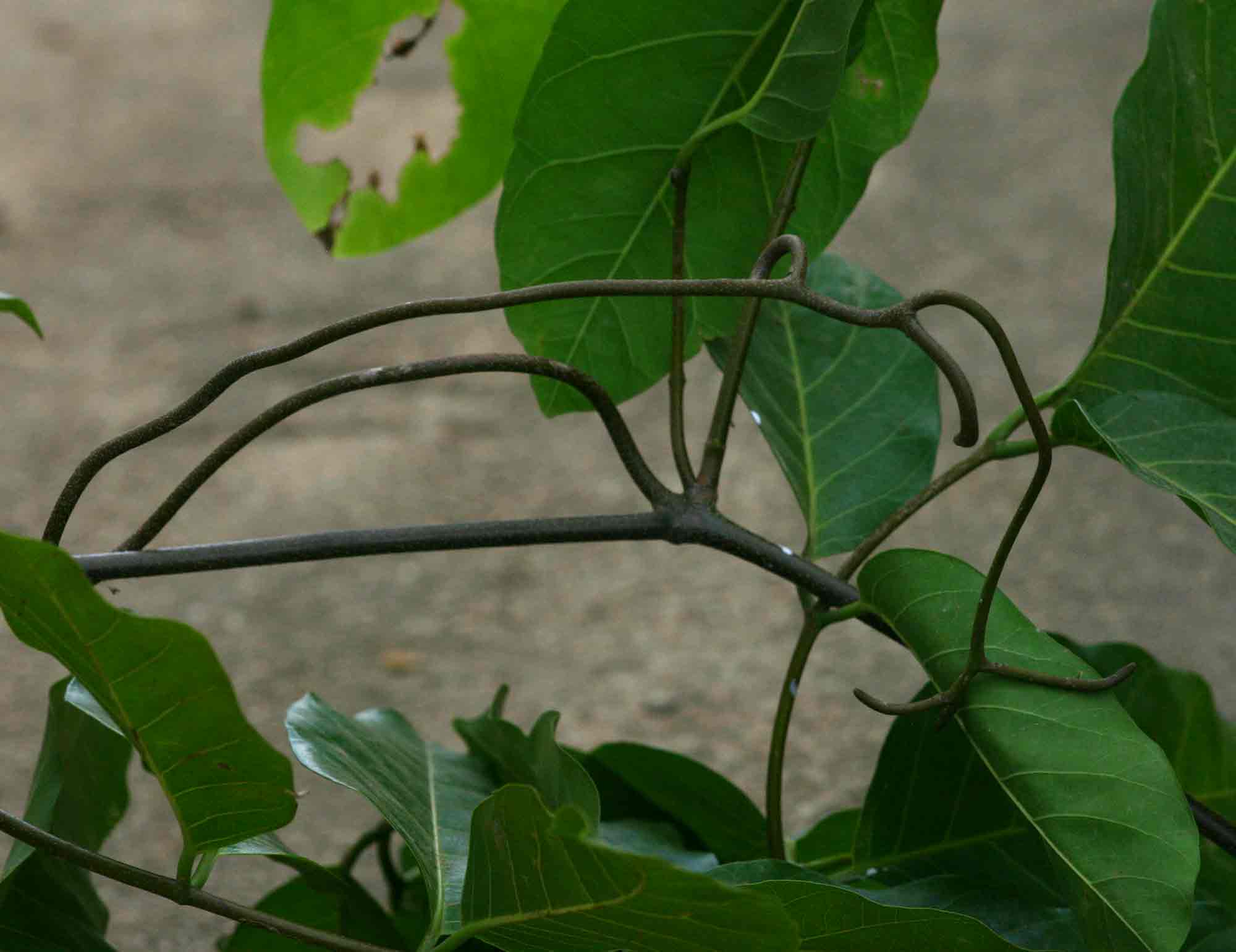 Saba comorensis Saba comorensis