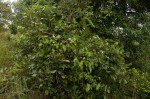 Saba comorensis