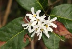 Saba comorensis