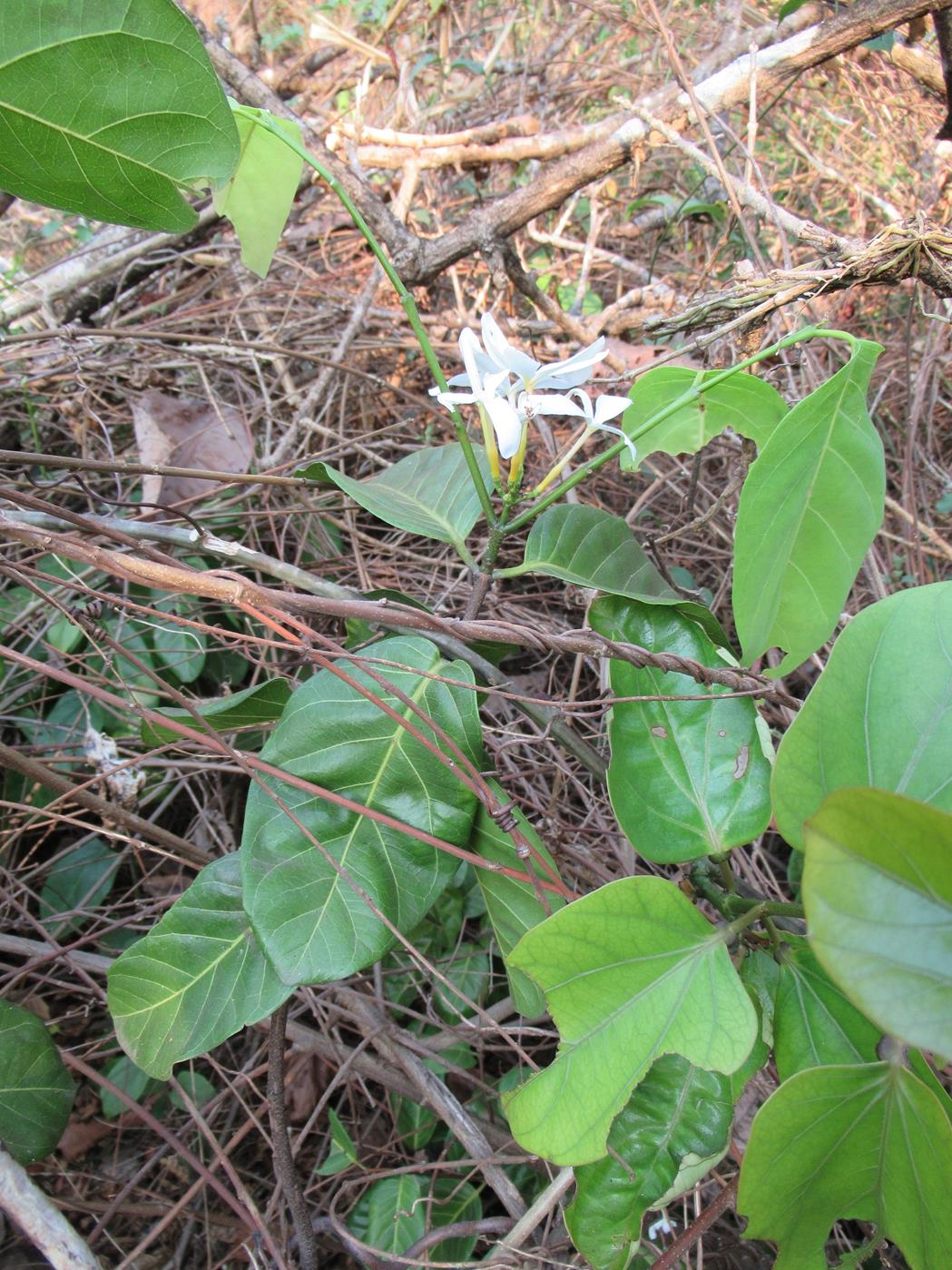 Saba comorensis Saba comorensis
