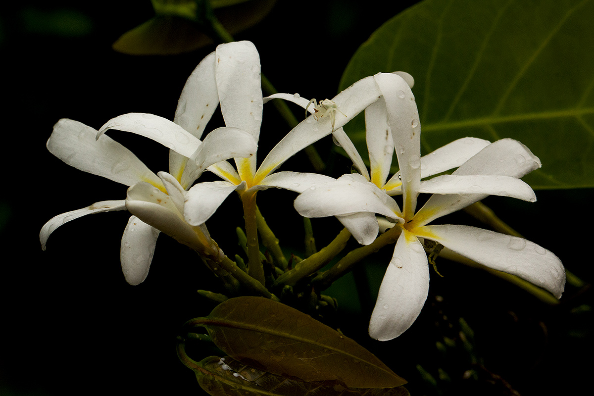 Saba comorensis Saba comorensis