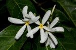 Saba comorensis