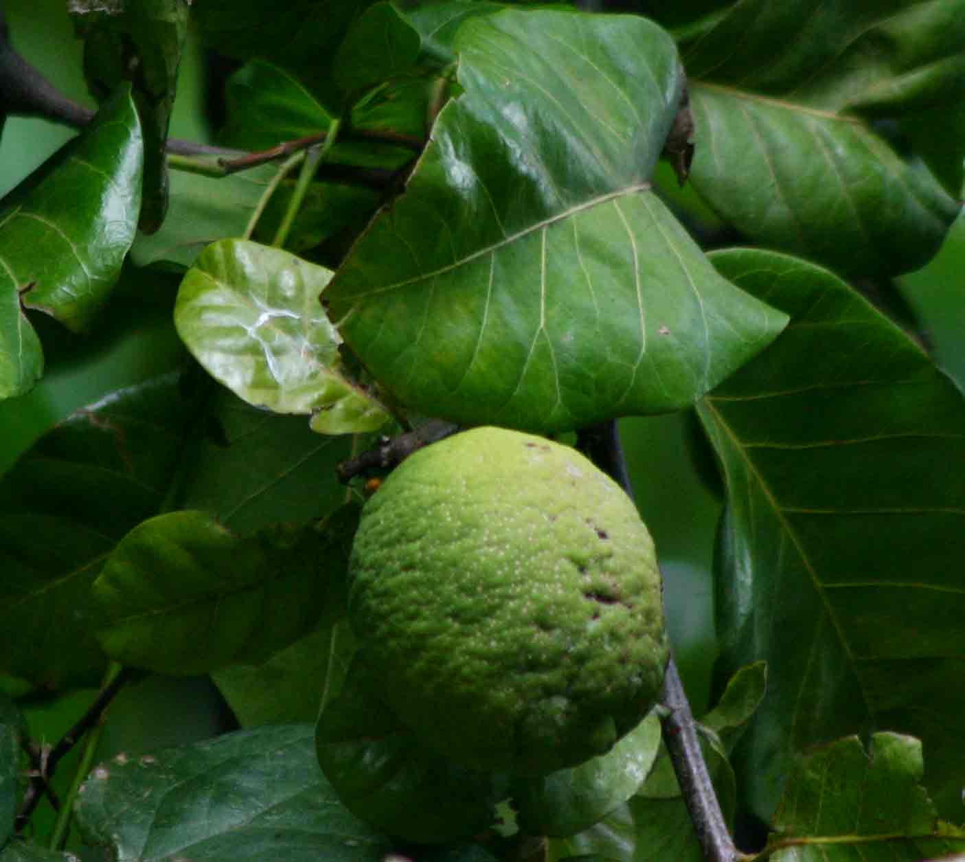 Saba comorensis Saba comorensis