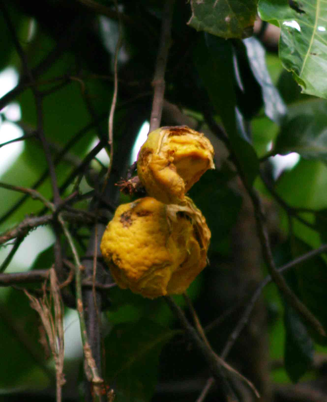 Saba comorensis Saba comorensis